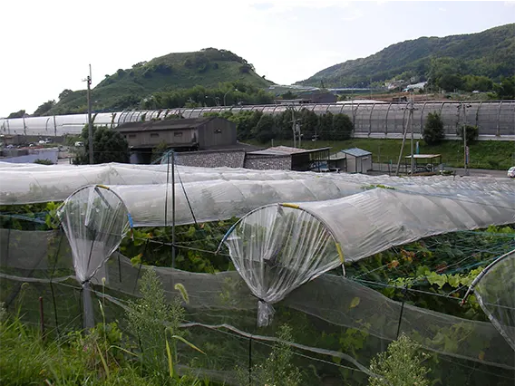 雨除け栽培