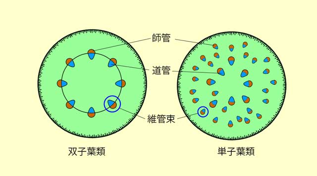 維管束