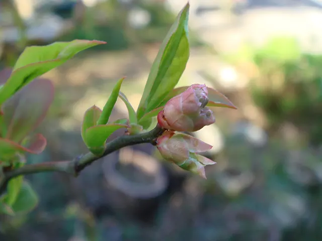 花芽